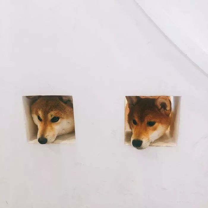 吸猫撸狗遛羊驼,吸狗撸猫遛羊驼