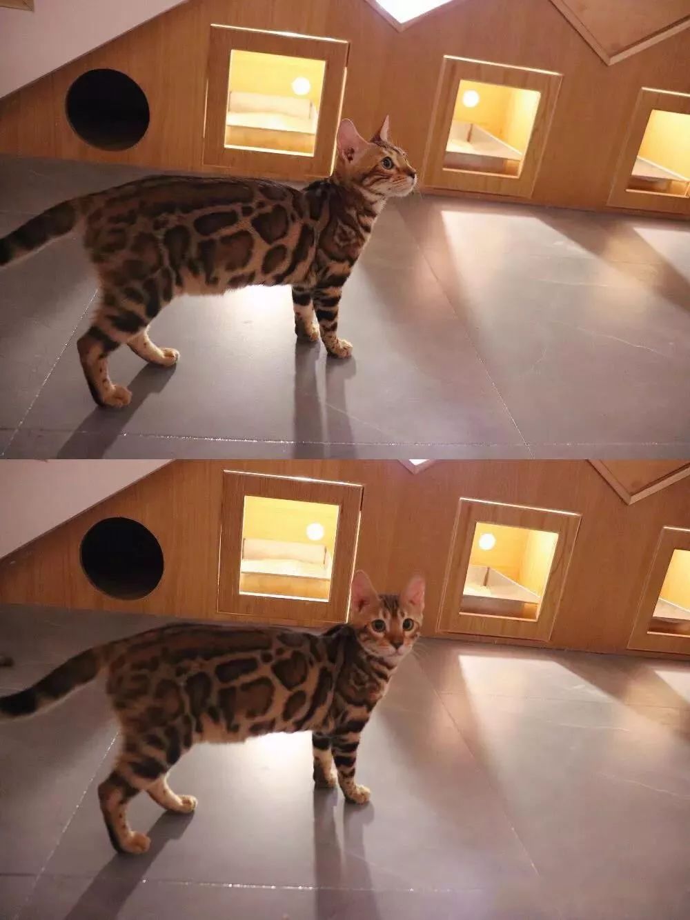 吸猫撸狗遛羊驼,吸狗撸猫遛羊驼