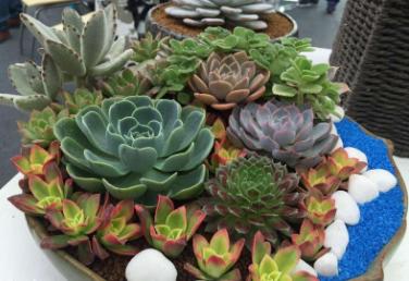 电商创富记花甲之年,电商卖多肉植物挣钱吗