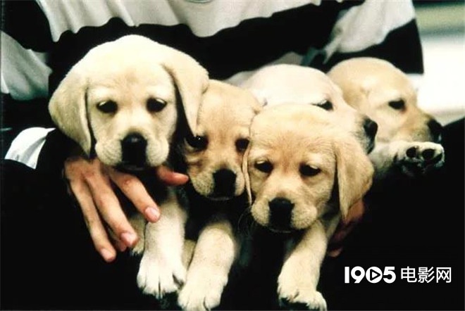 称霸元旦档的TA们，凭啥在银幕上备受宠爱？