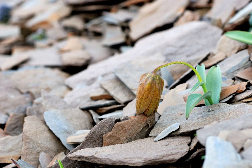 植物过冬用保温棉,冬季房屋防寒小妙招