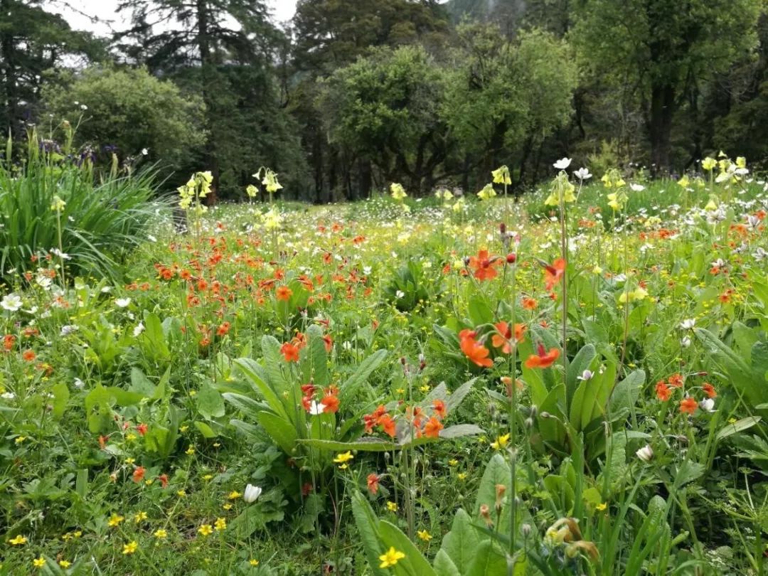植物过冬用保温棉,冬季房屋防寒小妙招