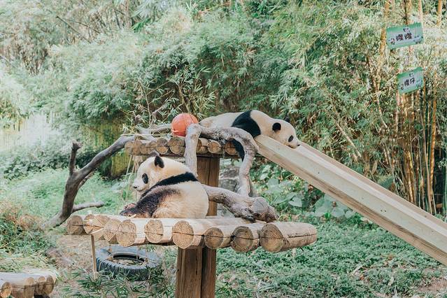 来长隆隆重过大年暖冬游长隆,暖冬游长隆福路通