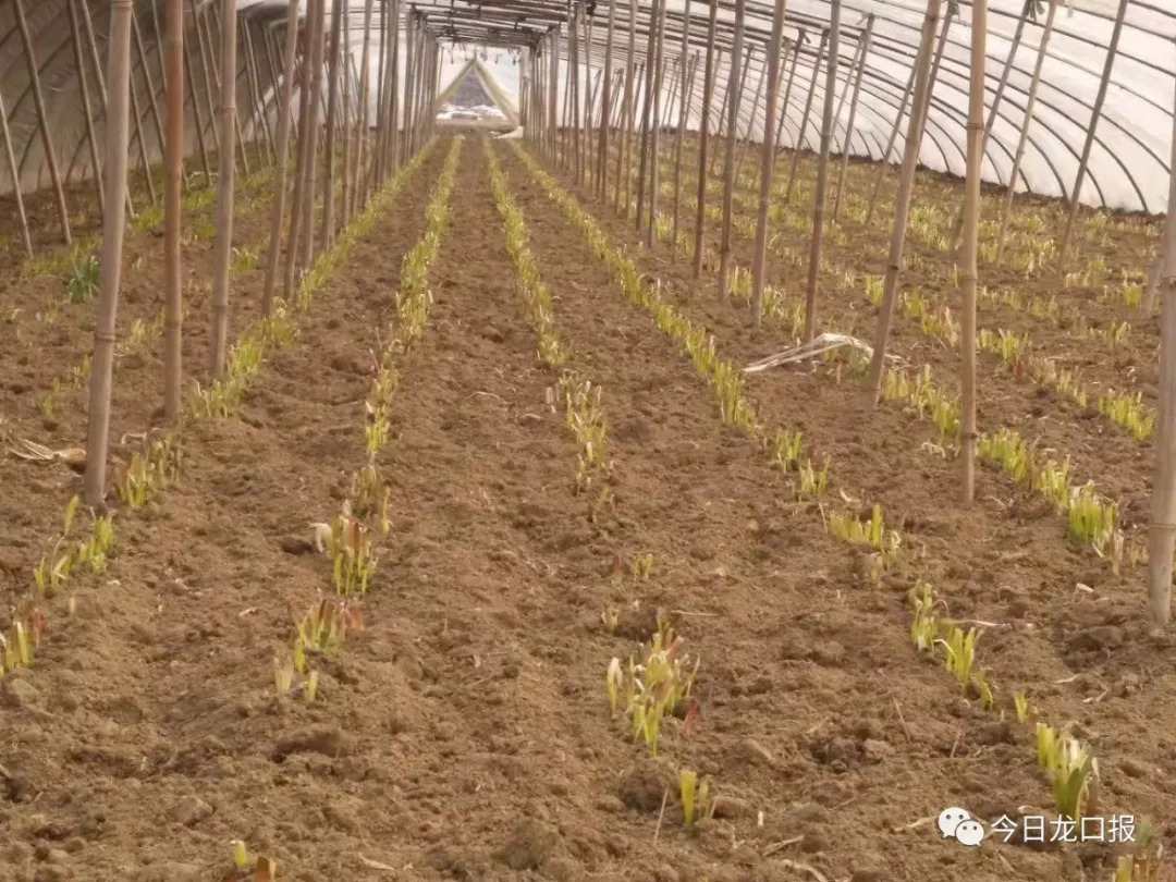 30多块钱一斤，还抢着买？龙口这个村种的菜太抢手