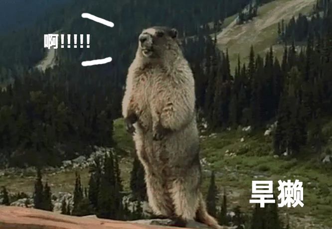 关于鼠的正确认识,鼠的冷知识