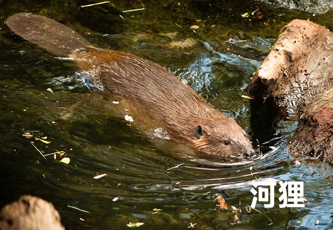 关于鼠的正确认识,鼠的冷知识