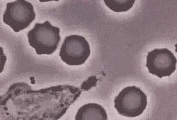 紧急发货备货,现货速发补水喷雾