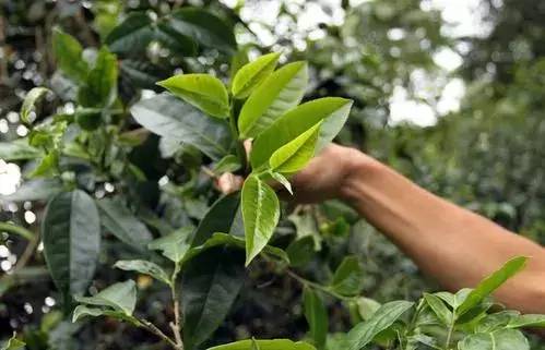 呼噜娃创作原声,呼噜娃完全视频