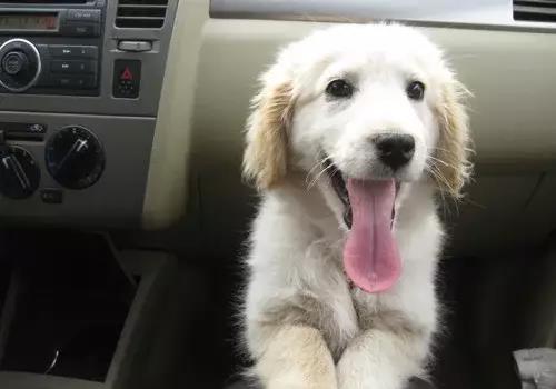 解决晕车的七个有效的小方法资讯,晕车小妙招100例