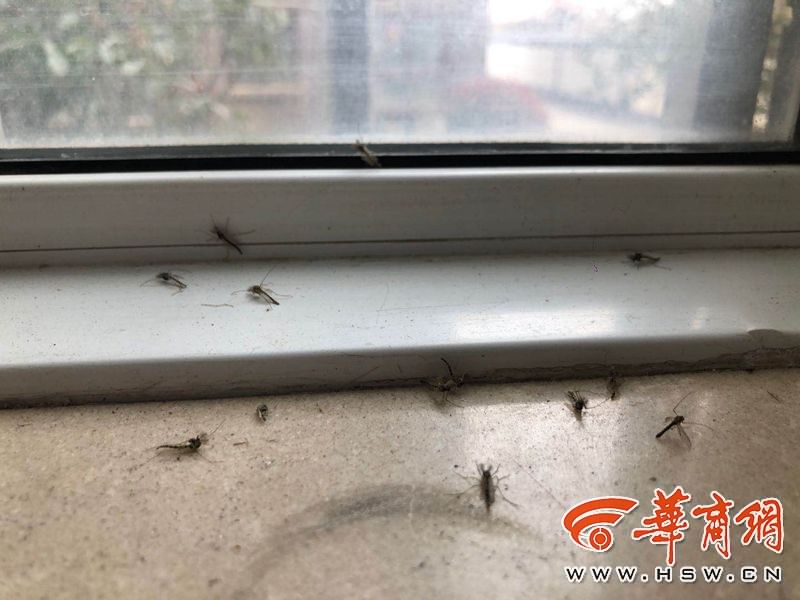 小区里蚊虫怎么消灭,小区消杀蚊虫为什么蚊子还那么多