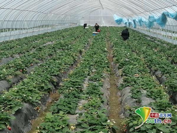 广大青年活跃在抗疫扶贫一线,一手抓抗疫一手抓打击