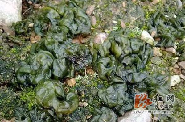 家乡特色雷公菌,永州雷公菌图片