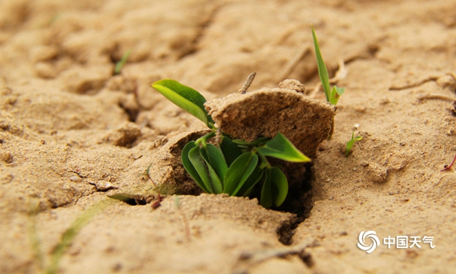 中国春雨图鉴图片,春雨图片大全大图