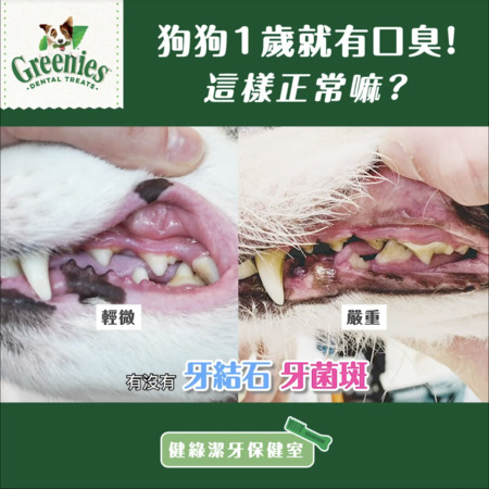 9岁狗狗超级严重牙结石,狗狗十大疾病及治疗方法