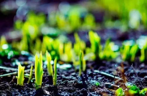 白居易古诗草背后的故事,白居易的诗草为什么只有前四句