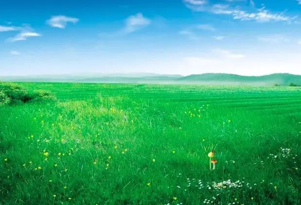 白居易古诗草背后的故事,白居易的诗草为什么只有前四句