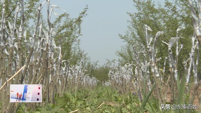 华州区大明镇花椒产业,花椒产业带动脱贫致富