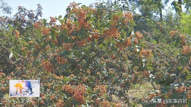 华州区大明镇花椒产业,花椒产业带动脱贫致富