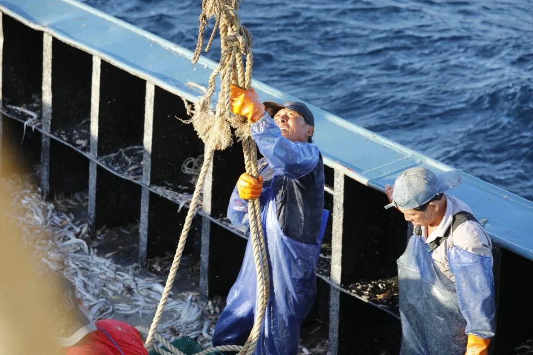 舟山带鱼是带鱼中的爱马仕,雷达网带鱼和普通带鱼有什么区别