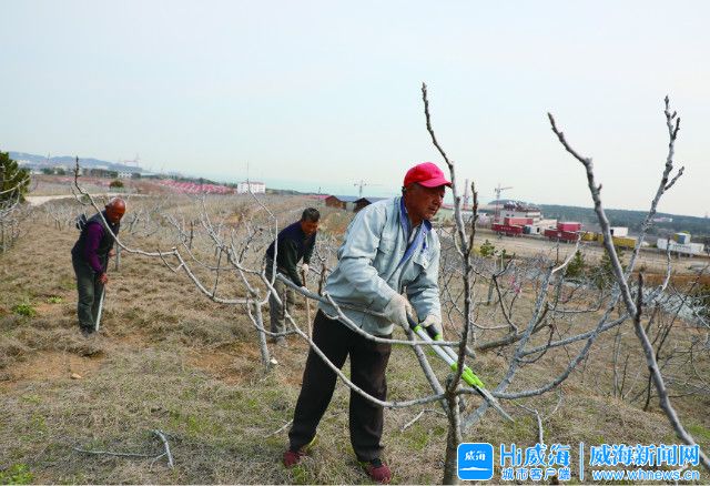 种下无花果拓宽致富路,能够长成大树的无花果品种