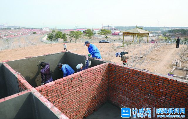 种下无花果拓宽致富路,能够长成大树的无花果品种