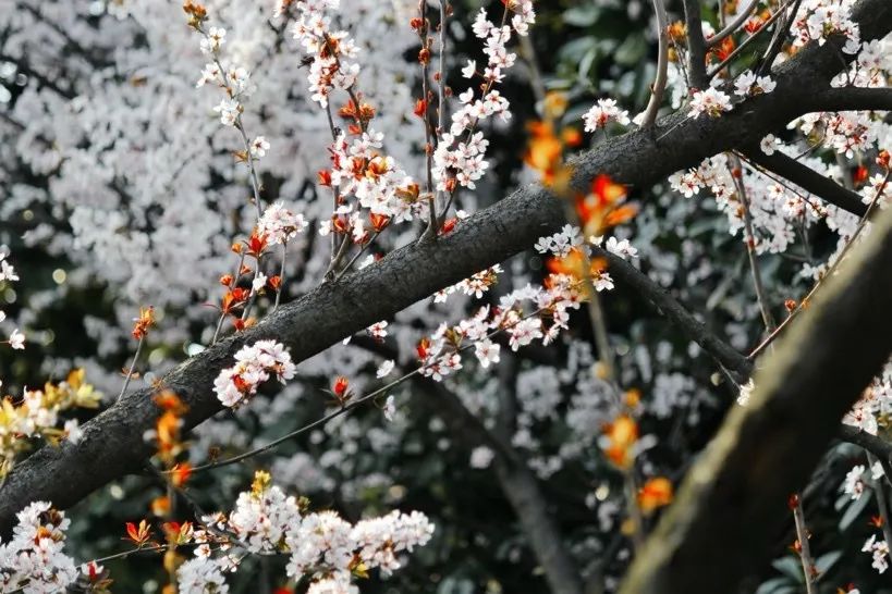 从燕园到家乡丨一种相思，两处*光春**