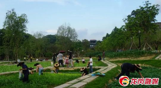 龙岗五一最佳去处,龙岗五一打卡景点