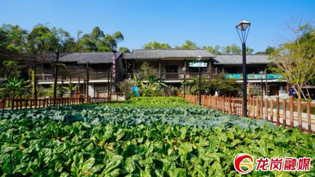 龙岗五一最佳去处,龙岗五一打卡景点