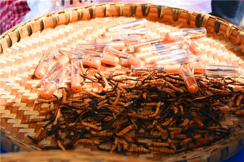 松潘古城虫草市场,四川虫草网上商城