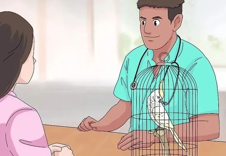 心疼……鸡尾鹦鹉拉稀了，怎么办？