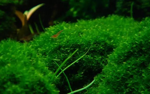 草缸合适养哪些冷水生物,纯绿苔缸合适养什么