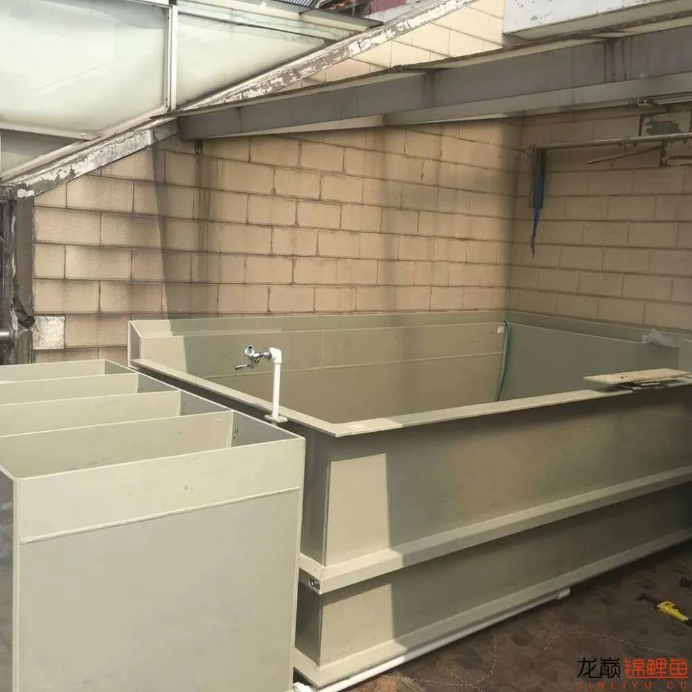 迷上鲤鱼精，露台安家2.5立方锦鲤池，生活设施一应俱全