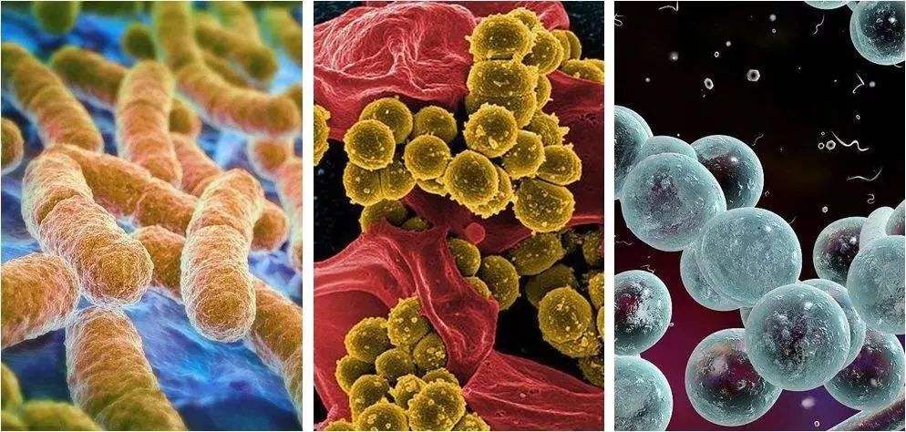 牙龈肿了出血口臭牙黄用什么牙膏,牙龈上火牙膏