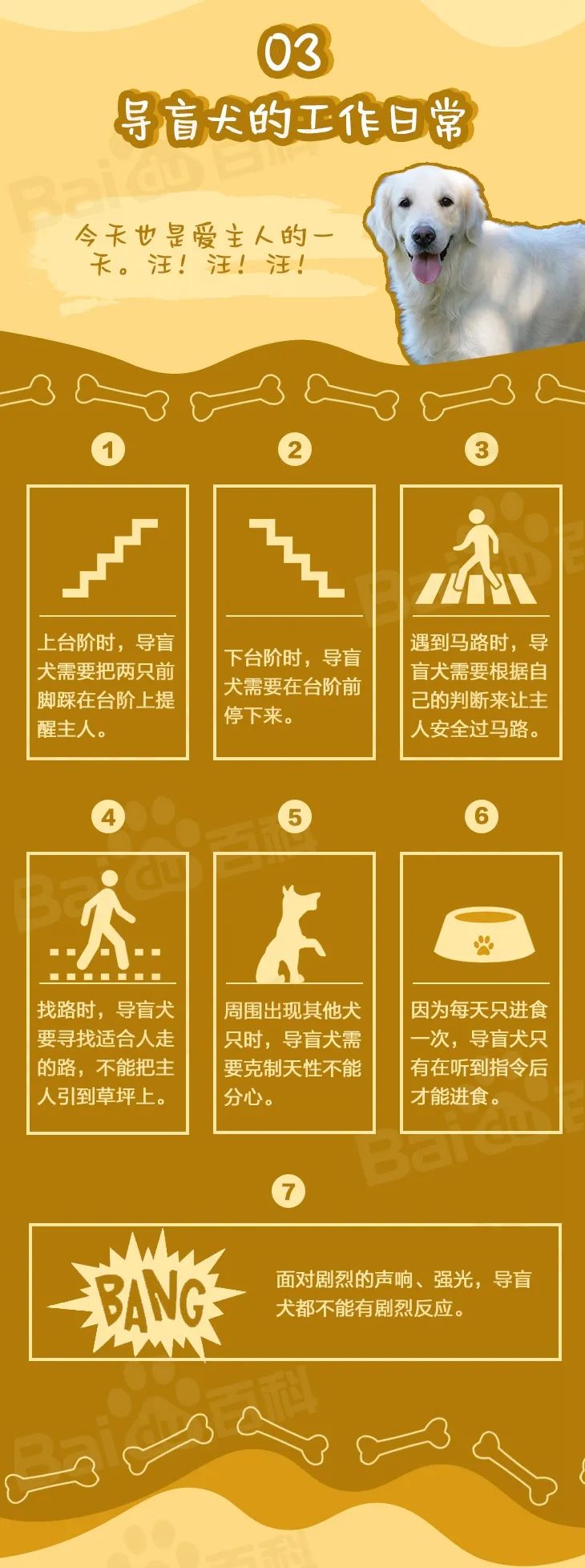 导盲犬是什么品种的狗狗,导盲犬成长史详解