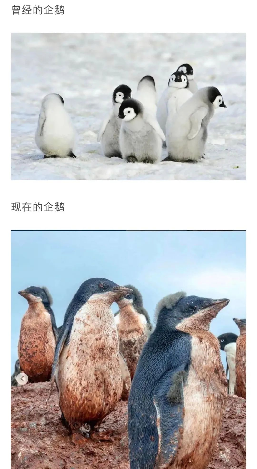 南极洲“绿雪”涌现，帝企鹅：泥土是什么？