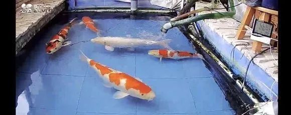 锦鲤鱼缸里能养绿萝吗,锦鲤鱼池上面放绿萝能够吗