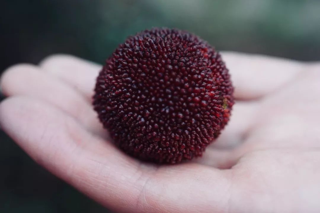 印度街头爆款小吃大全,13个爆款街头小吃创业项目pdf