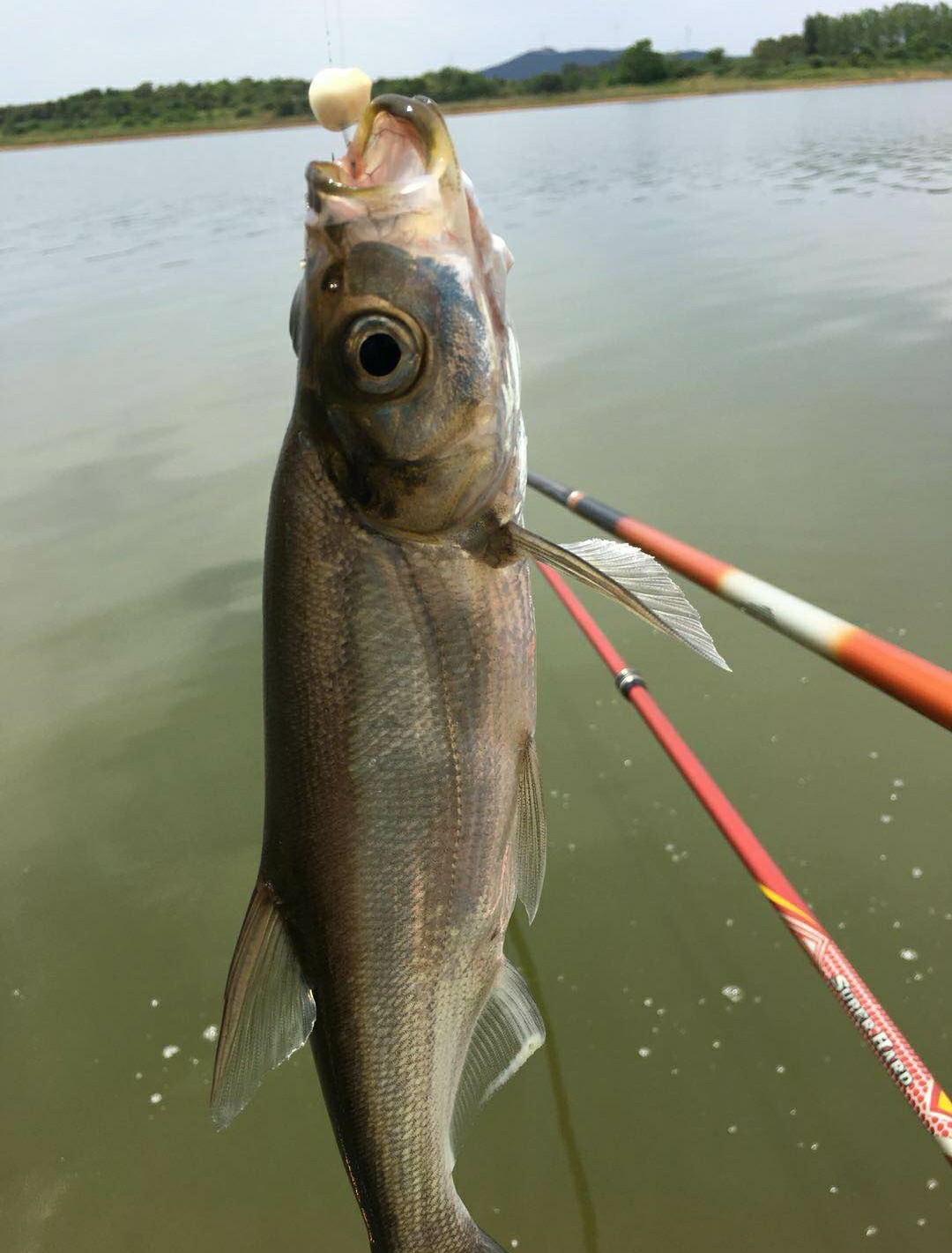 回忆往事文章关于钓鱼,回忆钓鱼的往事