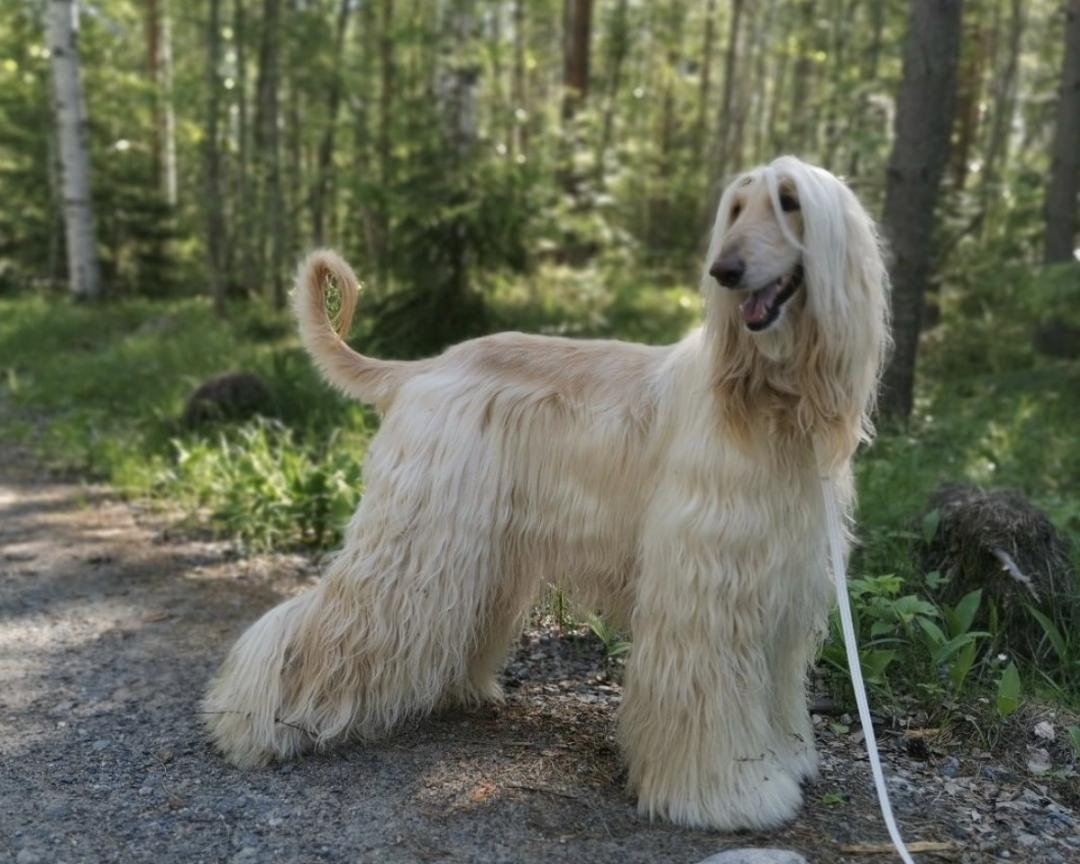 萌犬百科全集,盘点二十种忠爱满世界的萌犬