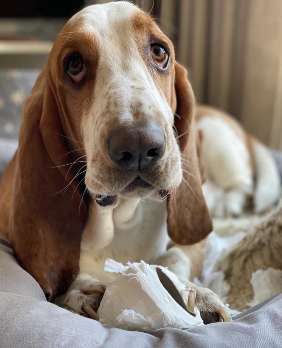 萌犬百科全集,盘点二十种忠爱满世界的萌犬