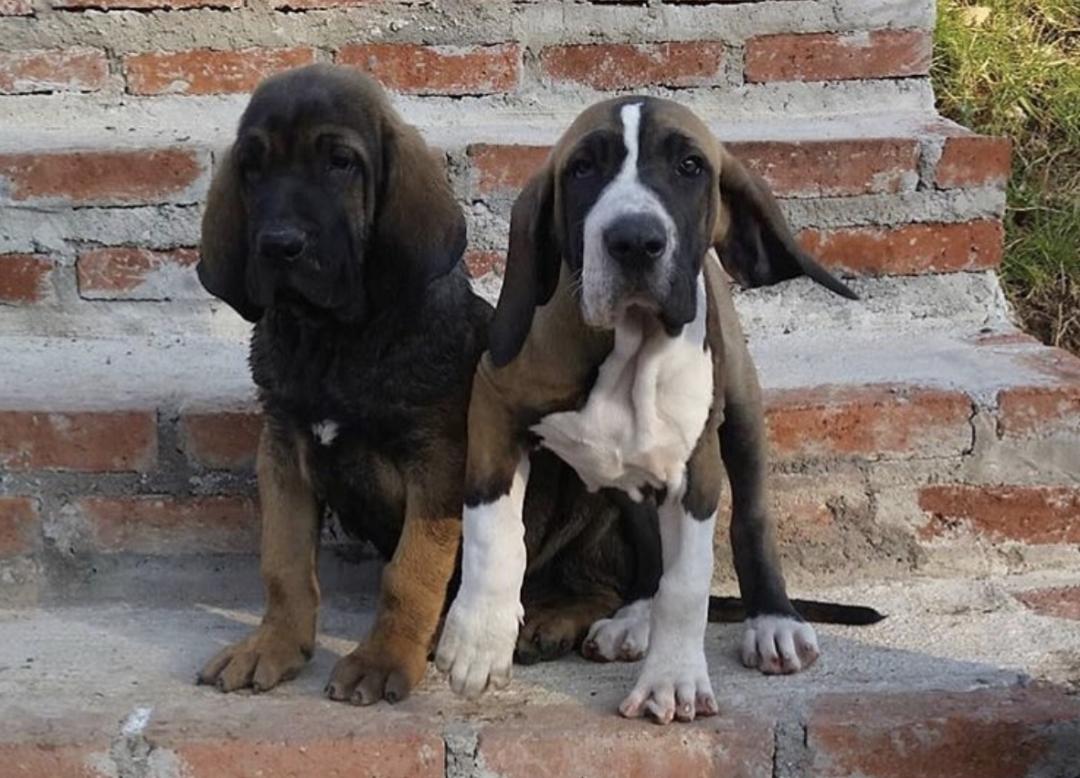 萌犬百科全集,盘点二十种忠爱满世界的萌犬