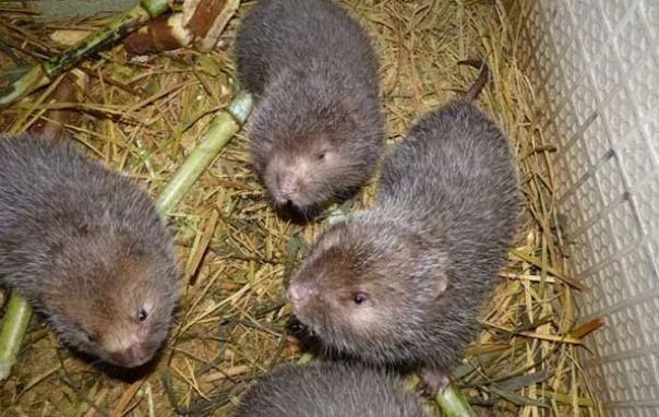 当今农村养殖什么最赚钱最好养,农村养殖业什么项目比较稳回本快