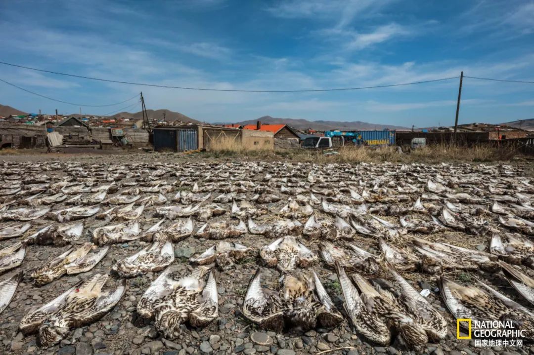 迪拜酋长养的动物,迪拜酋长养的土豪鸟