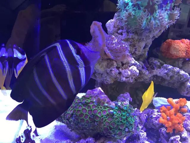 看这里，老司机花式玩转海水鱼