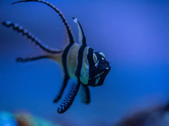 看这里，老司机花式玩转海水鱼