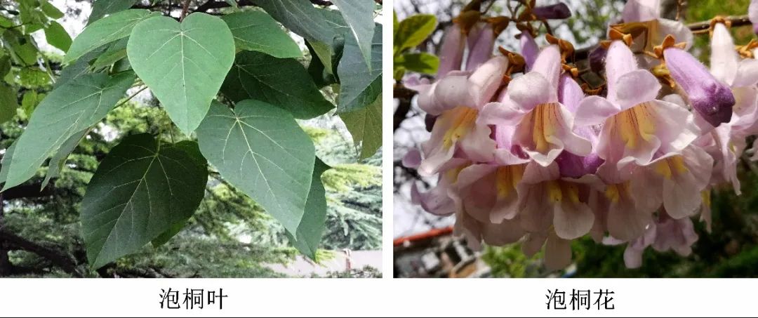 引金凤凰的是什么梧桐树,引凤梧桐最新消息