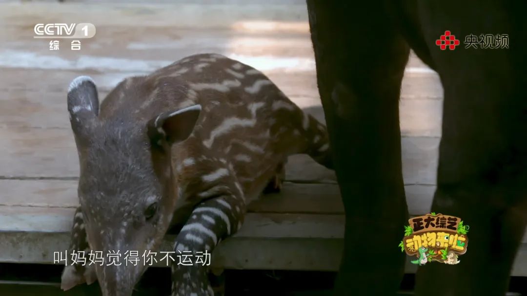 上“体育课”、怕打针，今天18:00档《动物来啦》带您看看动物们的成长烦恼