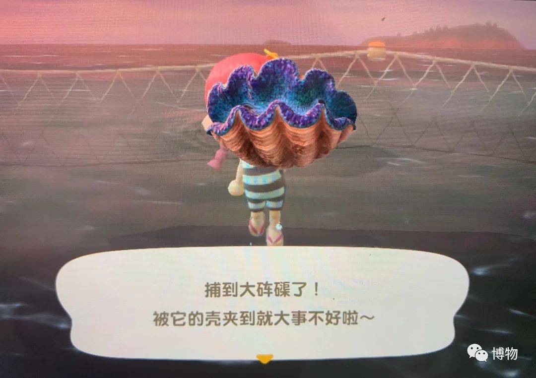 砗磲能用红绳穿吗,砗磲能用白色素绳穿吗