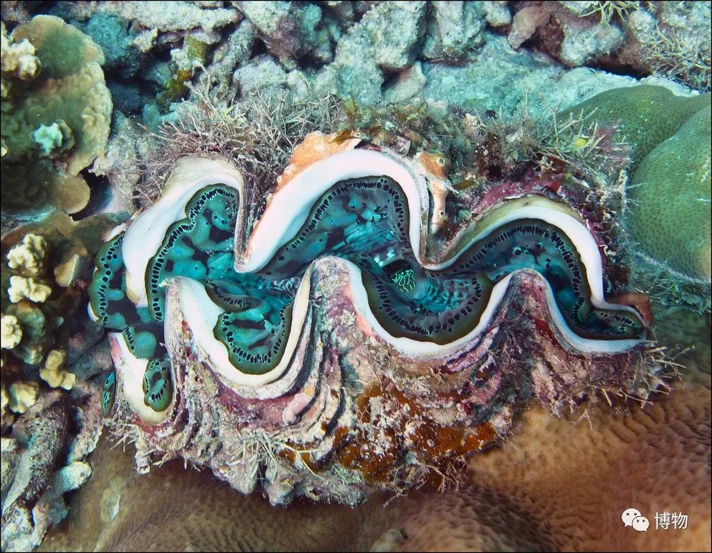 砗磲能用红绳穿吗,砗磲能用白色素绳穿吗