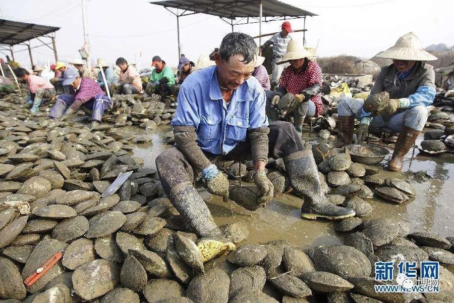 砗磲能用红绳穿吗,砗磲能用白色素绳穿吗